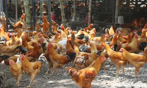Ngành chăn nuôi chuyển mình mạnh nhờ công nghệ hiện đại